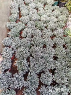 高度10厘米银香菊