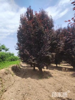 高度150厘米红叶李球