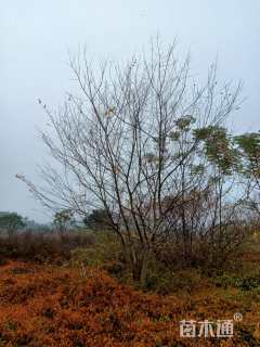 40公分丛生朴树