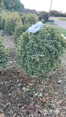 冠幅100厘米金边黄杨球