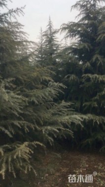 高度200厘米雪松