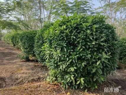 高度150厘米非洲茉莉球
