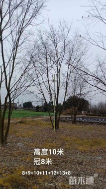 10公分(3杆)丛生朴树