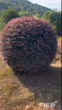 冠幅120厘米红花继木球