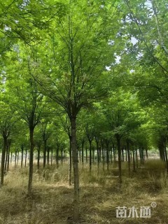 12公分金叶白蜡