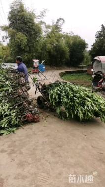 高度150厘米法国冬青