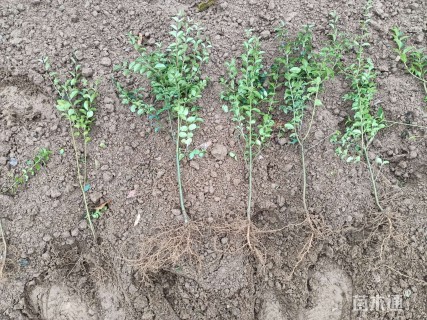 高度35厘米小叶女贞