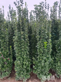 高度170厘米北海道黄杨