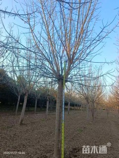 18公分金叶复叶槭