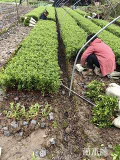 高度30厘米毛鹃