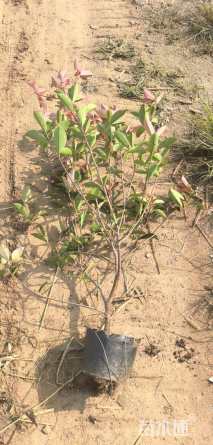 1.5公分红叶石楠