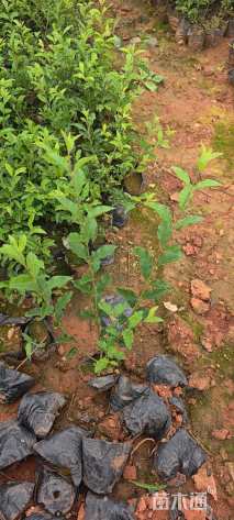 高度25厘米金禾女贞