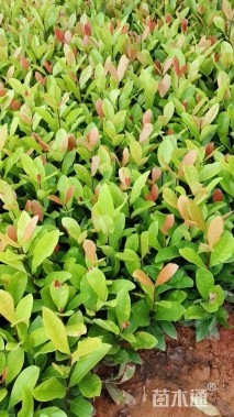 高度25厘米龙船花