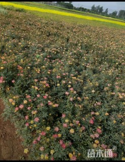 高度25厘米月季