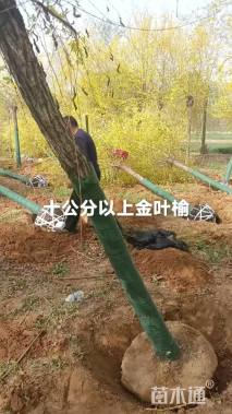 高度400厘米牡丹海棠