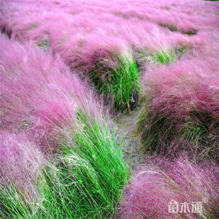 高度80厘米粉黛乱子草