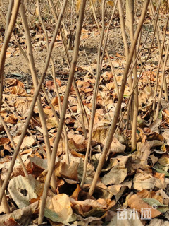 高度250厘米巨紫荆小苗