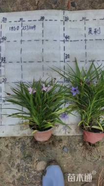 高度20厘米翠芦莉