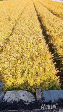 大杯苗亮晶女贞小苗