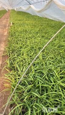 高度15厘米吉祥草