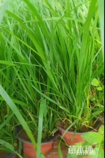 高度40厘米羽绒狼尾草