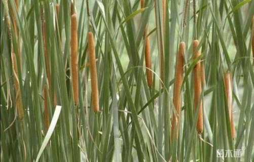 高度20厘米香蒲