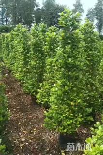 高度180厘米火山榕