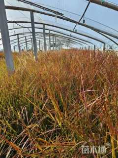 高度30厘米火焰狼尾草