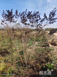 高度200厘米珍珠梅