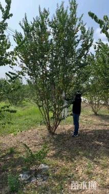 高度300厘米丛生紫薇