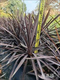高度60厘米澳洲朱蕉