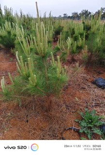 高度200厘米油松