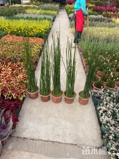 高度80厘米木贼