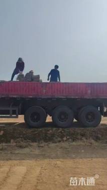 草卷状百慕大草