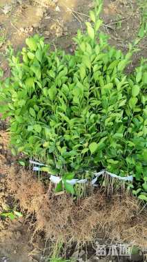 高度40厘米茶梅