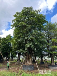 50公分高山榕