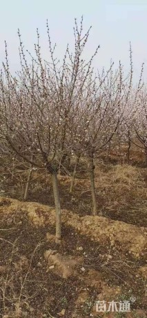 6公分山桃