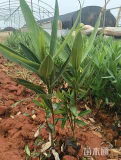 高度25厘米夹竹桃