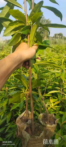 高度70厘米木荷小苗