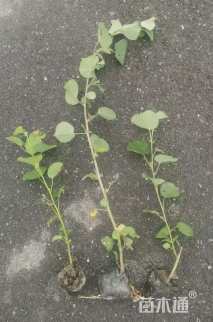 高度20厘米海滨木槿