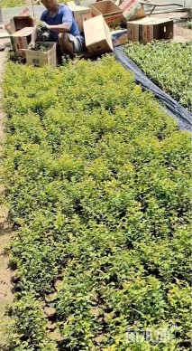 高度20厘米金山绣线菊