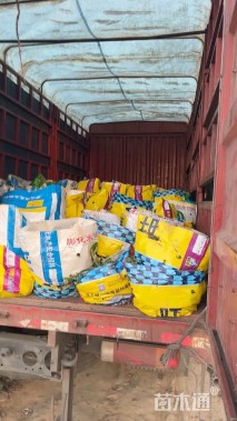 高度30厘米迷迭香