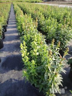 高度30厘米金鱼草