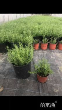 高度10厘米迷迭香
