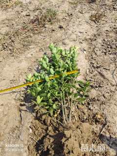 高度50厘米大叶黄杨