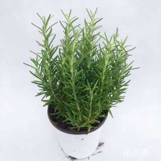 高度15厘米迷迭香