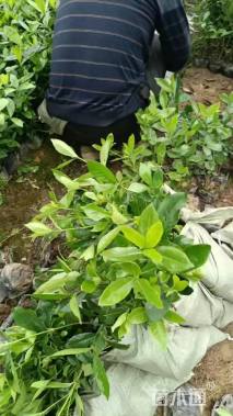 高度30厘米大叶栀子