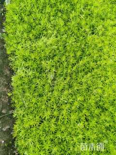 高度5厘米金叶佛甲草