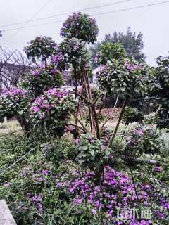 10公分造型三角梅