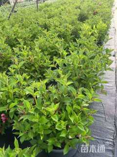 高度30厘米红王子锦带